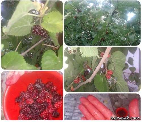 شاه توت پست آزاده نامداری