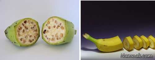 شکل میوه ها در گذشته