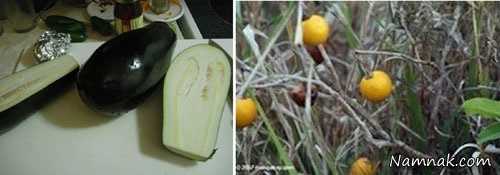 شکل میوه ها در گذشته