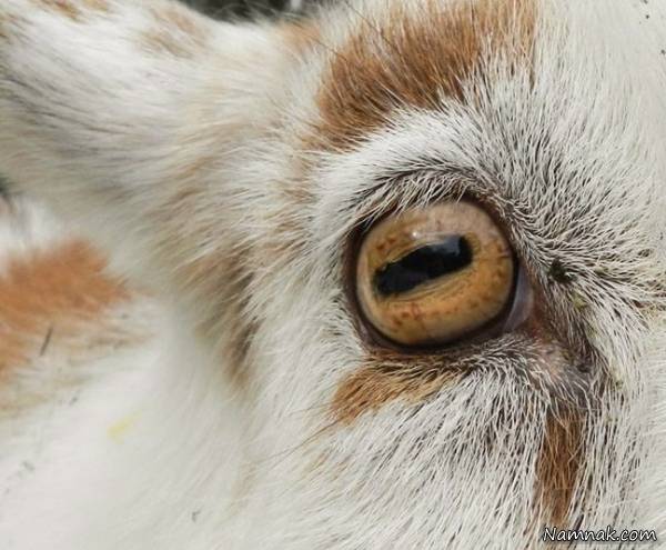 مردمک چشم بز به شکل مستطیل است مردمک