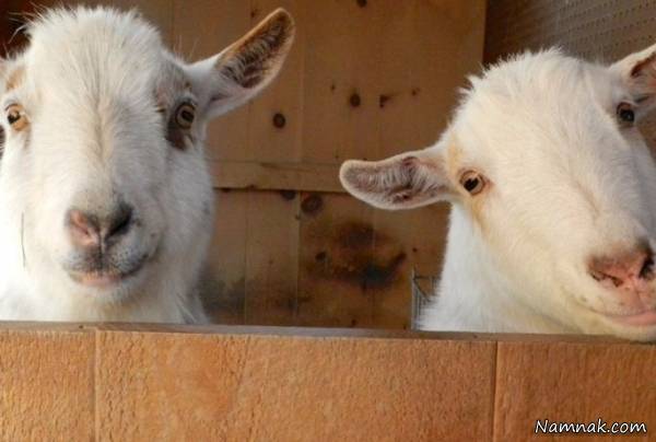 مردمک چشم بز به شکل مستطیل است مردمک