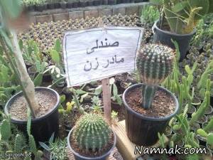 عکس های خنده دار