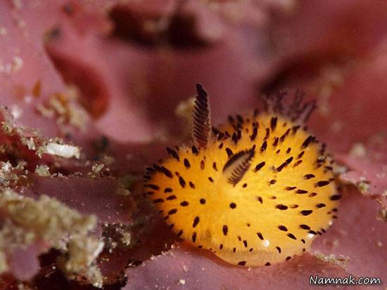 خرگوش دریایی در سواحل اقیانوس هند خرگوش