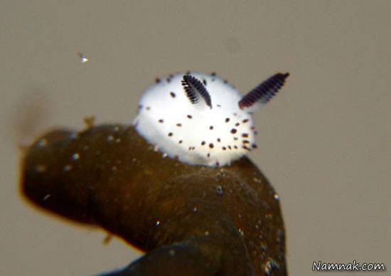 خرگوش دریایی در سواحل اقیانوس هند خرگوش دریایی