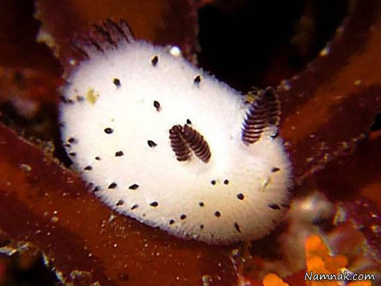 خرگوش دریایی در سواحل اقیانوس هند خرگوش دریایی