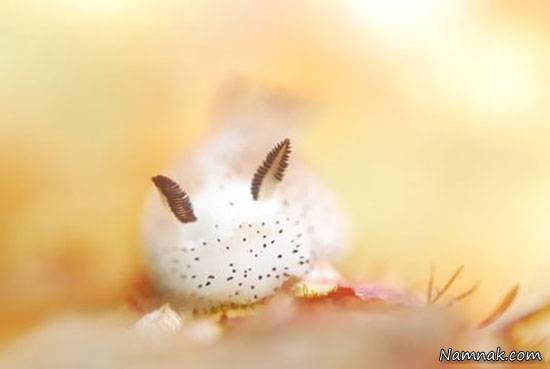 خرگوش دریایی در سواحل اقیانوس هند خرگوش دریایی