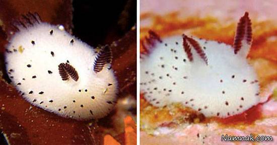 خرگوش دریایی در سواحل اقیانوس هند خرگوش دریایی