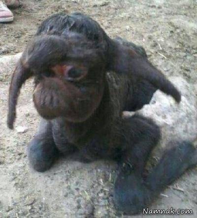بره