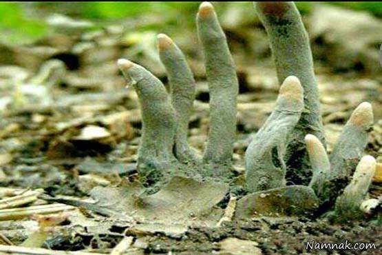 این قارچ انگشت نما است قارچ