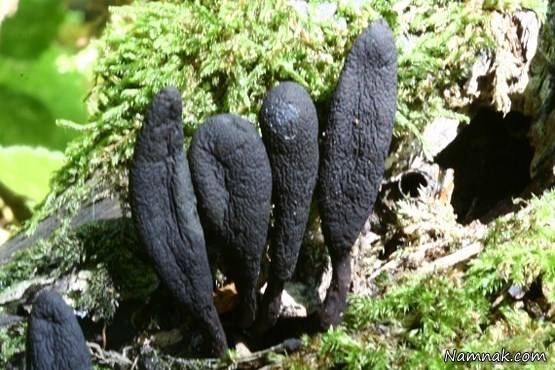 این قارچ انگشت نما است قارچ