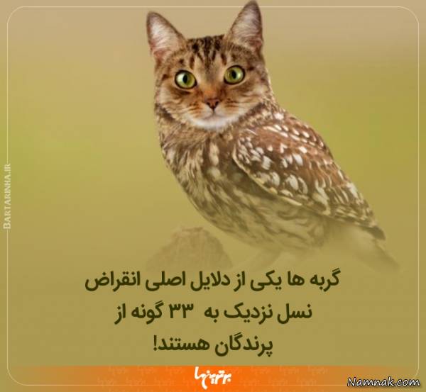 دانستنی های جالب 