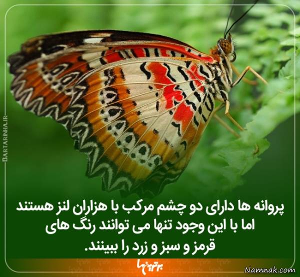 دانستنی های جالب 