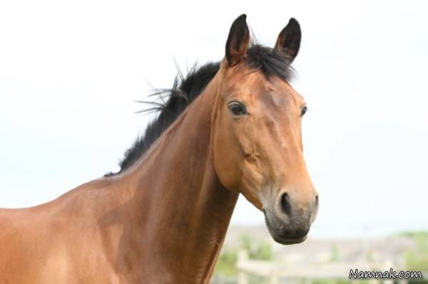 مرگبارترین حیوانات جهان 