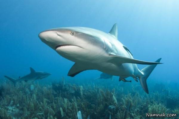 حیوانات مرگبار