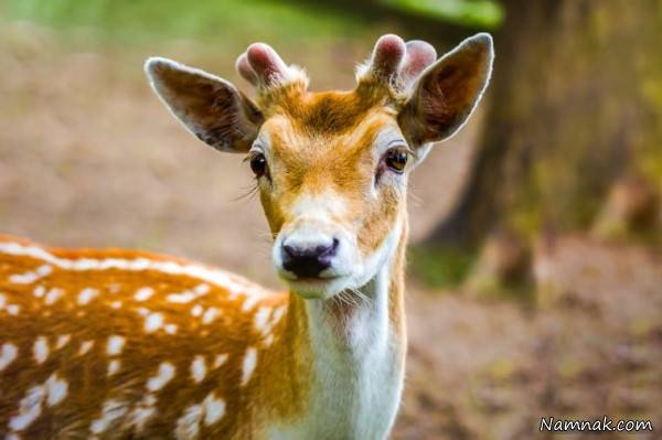 حیوانات مرگبار