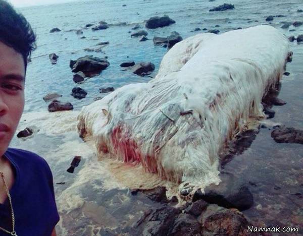 هیولای عجیب