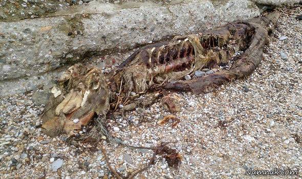 هیولای عجیب