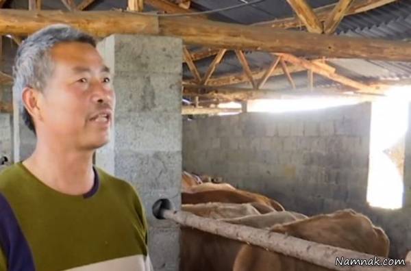 تولد گوساله عجیب در چین تولد گوساله