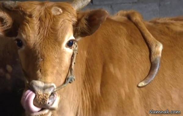 تولد گوساله 5 پا تولد گوساله