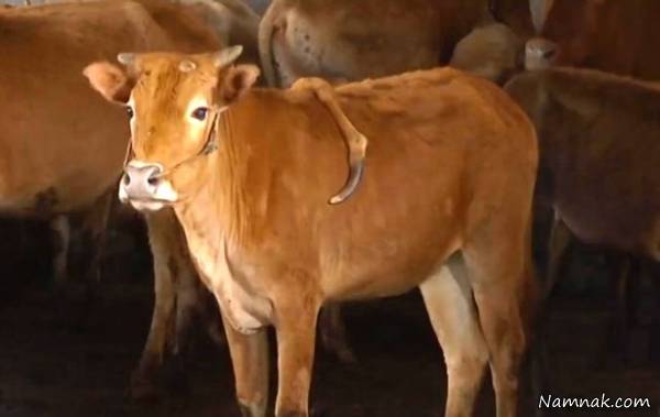 تولد گوساله بدشکل تولد گوساله