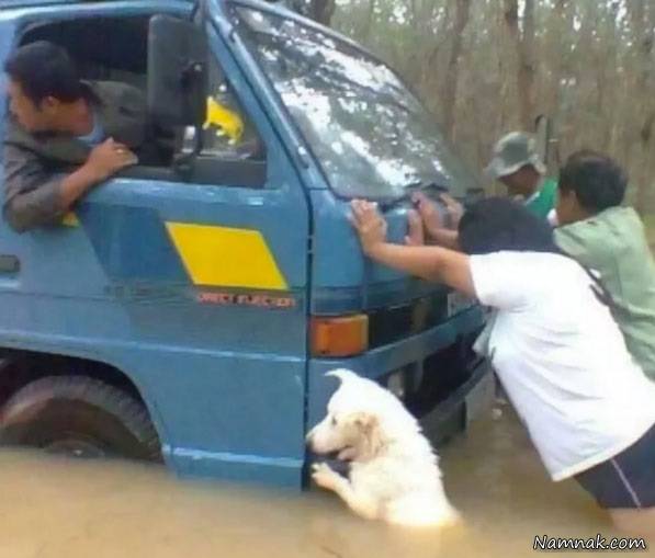 سگ وفادار در حال هل دادن ماشین سگ وفادار