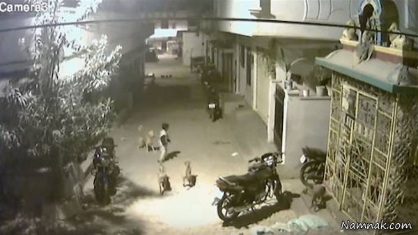 جنگ سگ با پسربچه 5 ساله جنگ سگ