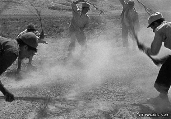 بزرگترین ملخ جهان