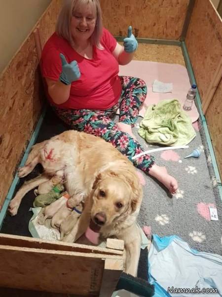 توله سگ سبز