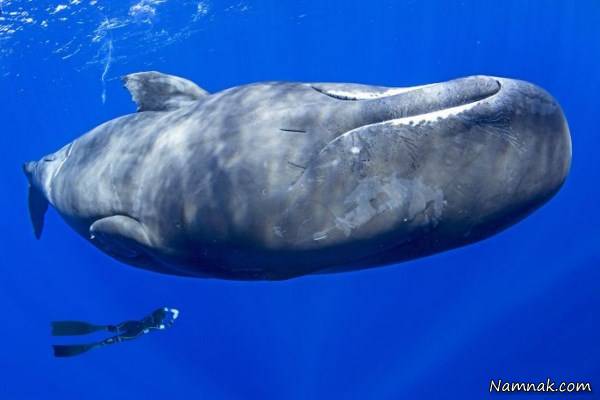 خوابیدن وال ها در دریا 