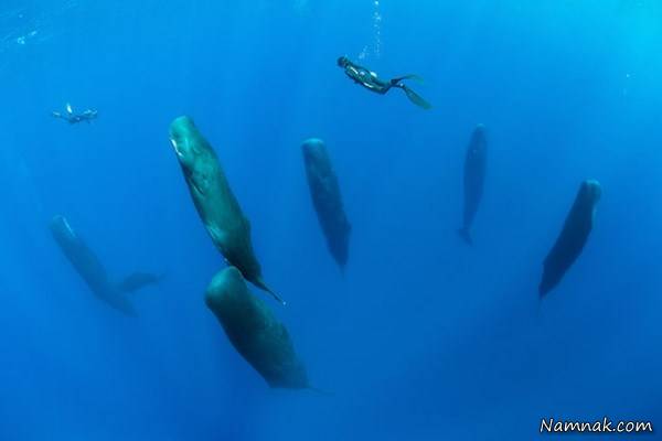 خوابیدن وال ها در دریا 