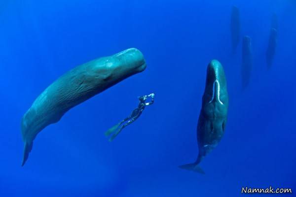 خوابیدن وال ها در دریا 