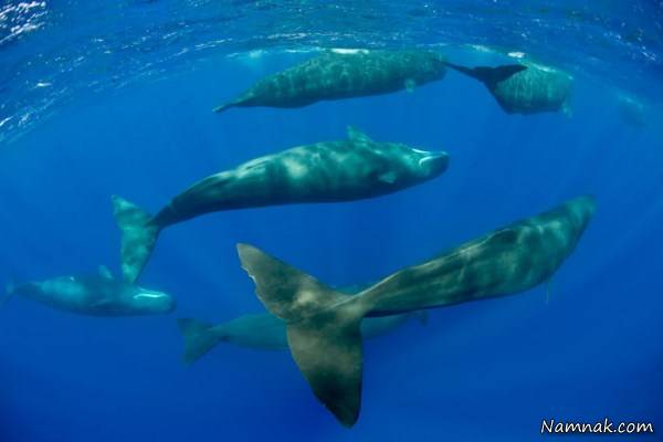 خوابیدن وال ها در دریا 