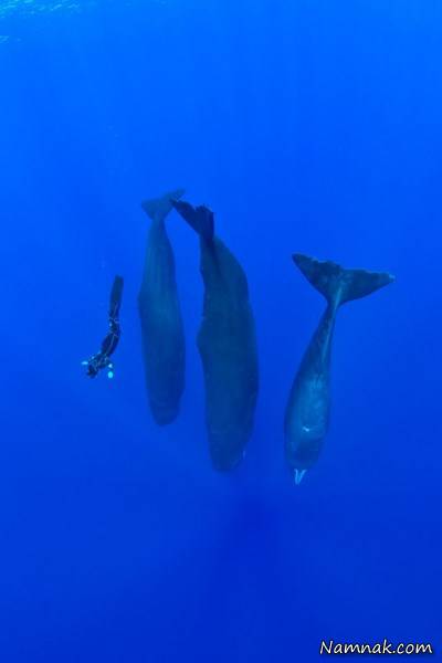 خوابیدن وال ها در دریا 