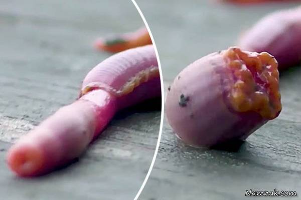 عکس کرم خونی وحشتناک کرم وحشتناک