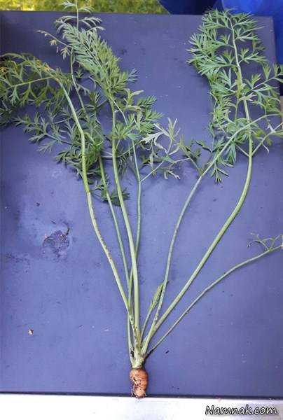 جالب و دیدنی