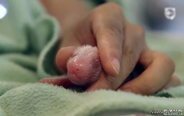 مراحل رشد پاندا تا 100 روزگی مراحل رشد پاندا