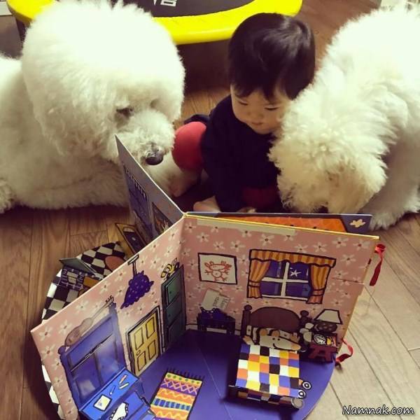 سگ دختربچه ژاپنی