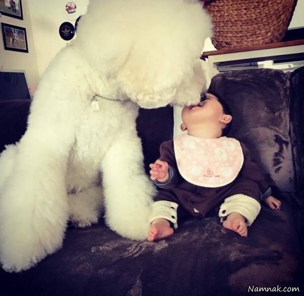 سگ دختربچه ژاپنی