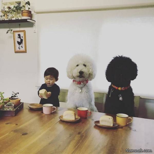 سگ دختربچه ژاپنی