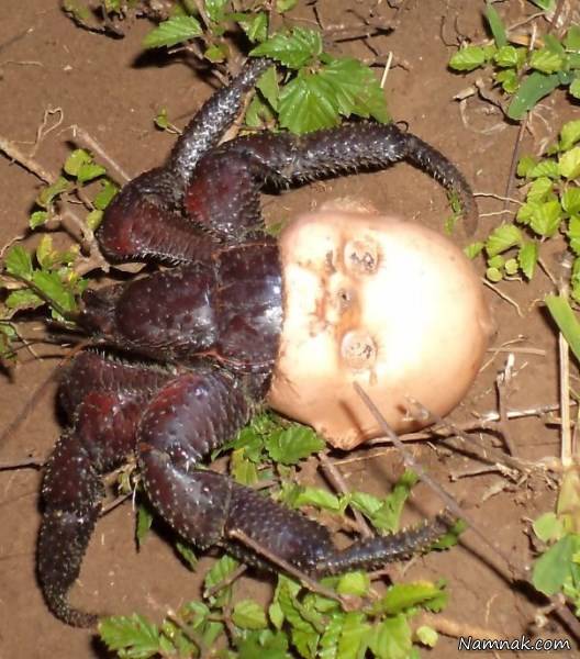 عجایب طبیعت