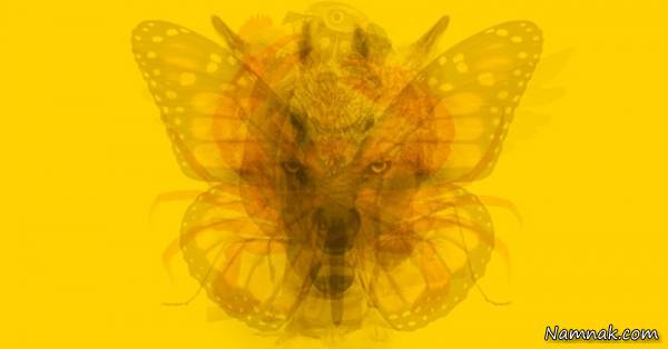 تست شخصیت شناسی با عکس تست شخصیت شناسی