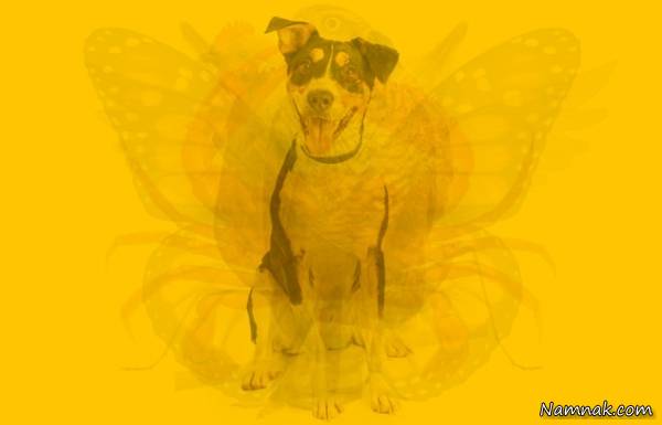 تست شخصیت شناسی با تشخیص تست شخصیت شناسی