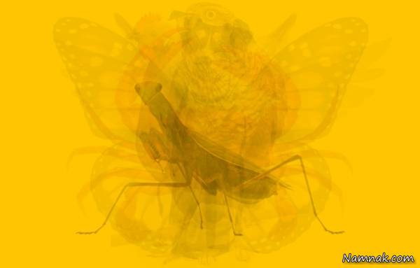 عکس تست شخصیت شناسی تست شخصیت شناسی