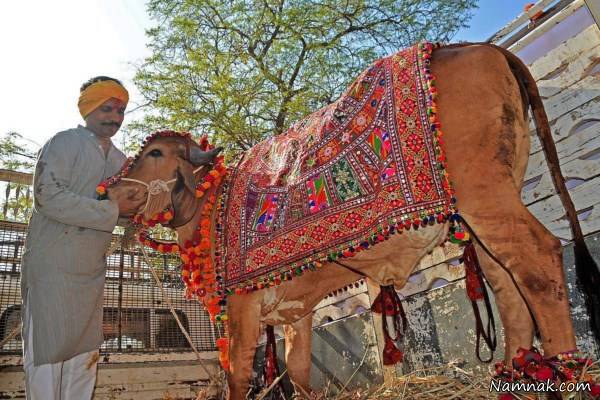 ادرا و مدفوع گاو