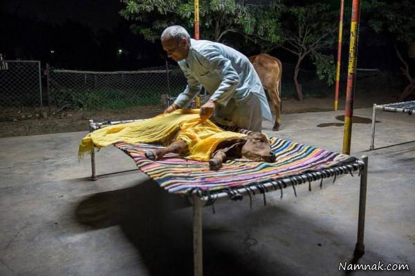 ادرا و مدفوع گاو