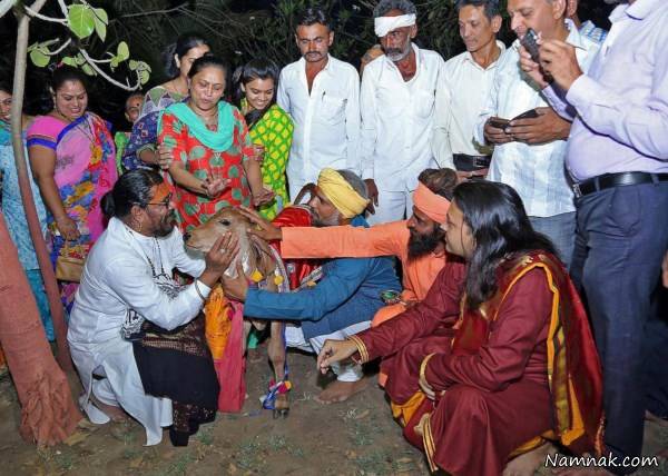 ادرا و مدفوع گاو