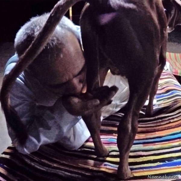 ادرا و مدفوع گاو