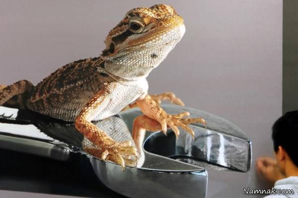 عکس شگفت انگیز