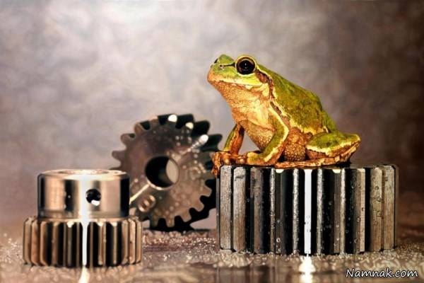 عکس شگفت انگیز