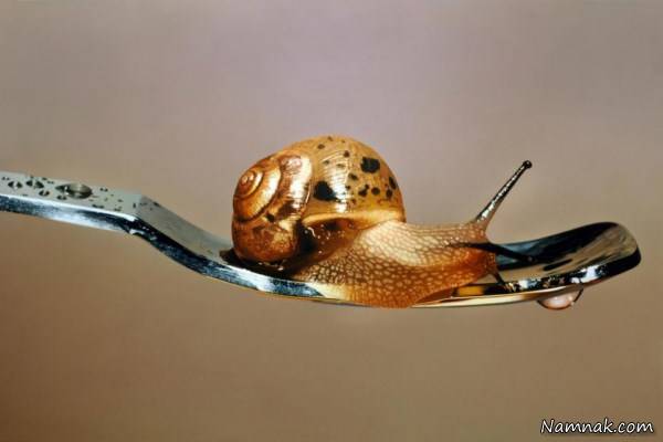 عکس شگفت انگیز